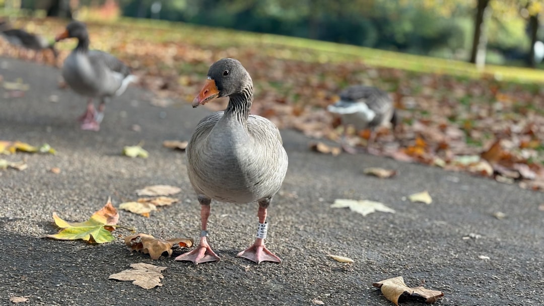 Violet Goose character illustration